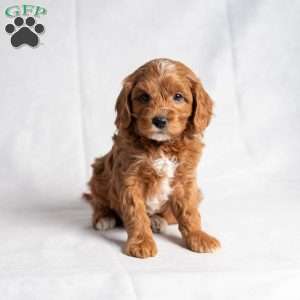 Xan, Cavapoo Puppy